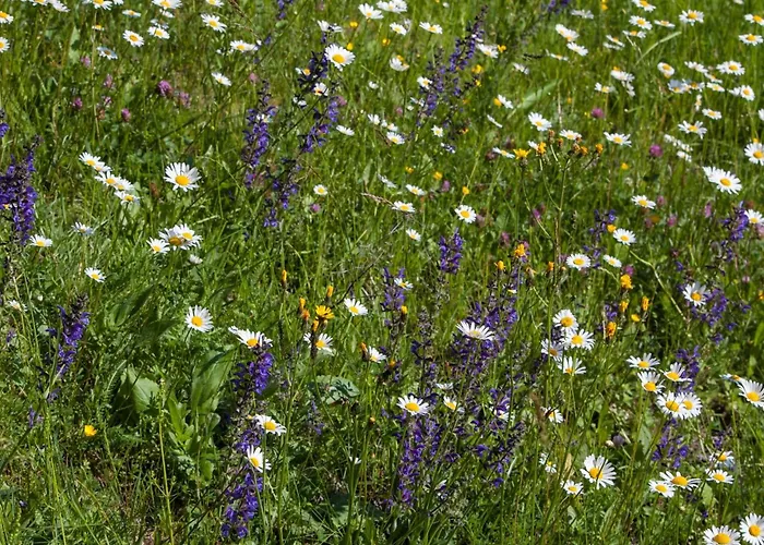 Moderne In Poels Mit Grosser Terrasse By Interhome Pöls